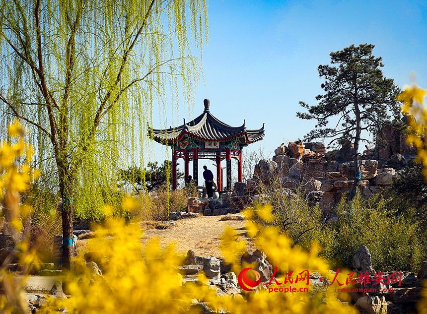 雄安郊野公園內(nèi)迎春花開(kāi)，柳樹(shù)抽芽。人民網(wǎng)宋燁文攝