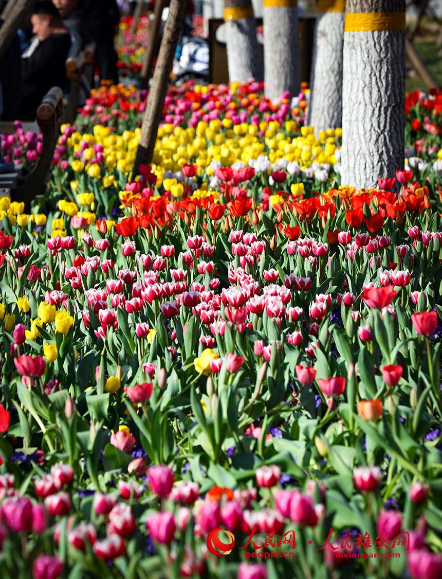 雄安悅?cè)莨珗@郁金香盛放。人民網(wǎng)宋燁文攝