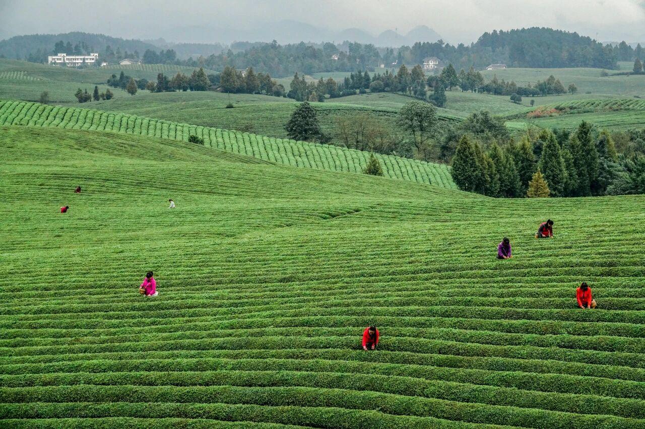 貴州省遵義市湄潭縣永興茶海。攝影 楊良強(qiáng).jpg