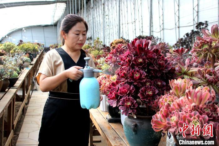 郭雪蘋對(duì)多肉進(jìn)行日常管護(hù)?！≈苡?攝